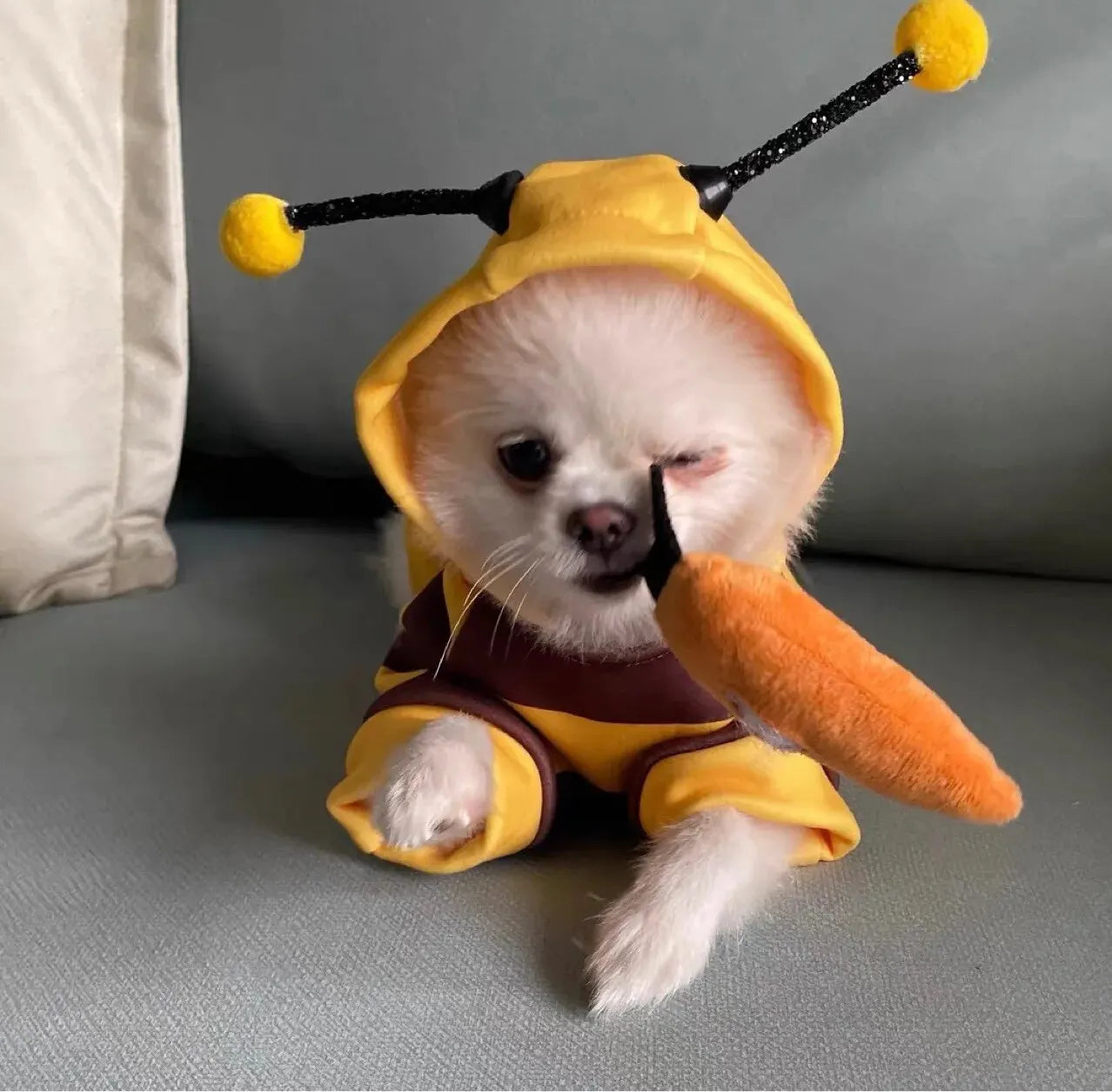1PCS Dog Clothes For Autumn And Winter Schnauzer Teddy Small Puppy Cat Pet Hoodie Bee Transformation Suit - Pup Confort Store